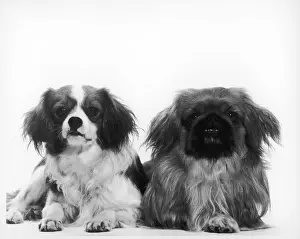 Pekingese Prints: DOGS