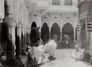 Cows Gallery: Late 19th century photograph: Cattle, cows in a temple complex, India