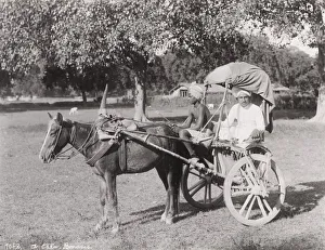Late 19th century photograph: Ekka, single horse carriage, hackney, India