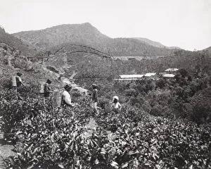 Late 19th century photograph: Workers picking tea, tea plantation, India or Ceylon Late 19th century photograph: Workers picking tea, tea plantation, India or Ceylon