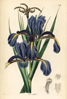 Late-flowering blue iris, Iris spuria