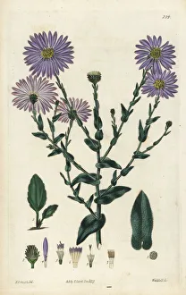 Spreading Gallery: Late purple American-aster, Symphyotrichum patens