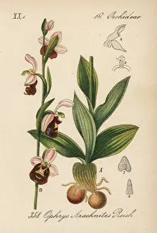 Late spider orchid, Ophrys fuciflora