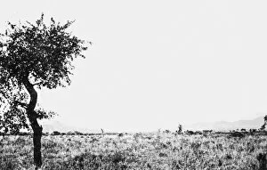 Fierce Collection: Latema Reata Hill, British East Africa, WW1