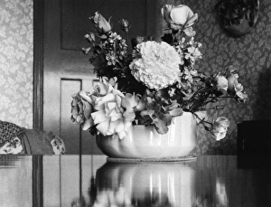 Images Dated 16th June 2011: Later Summer Blooms