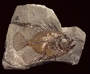 Bony Prints: Lates gracilis, bony fish
