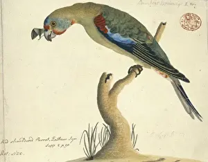Throat Prints: Lathamus discolor, swift parrot