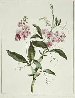 Everlasting Prints: Lathyrus latifolius, everlasting pea