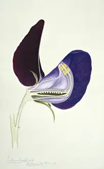 Lathyrus odoratus, sweet pea
