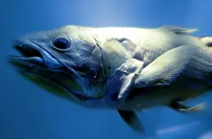 Latimeria chalumnae, coelacanth