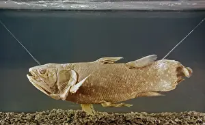 Ugly Prints: Latimeria chalumnae, coelacanth