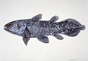 Latimeria chalumnae, coelacanth