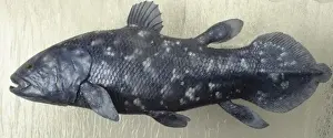 Latimeria chalumnae, coelacanth