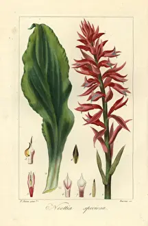 Pancracebessa Prints: Latin American lady orchid, Stenorrhynchos speciosus