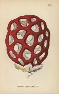 1862 Collection: Lattice fungus, Clathrus cancellatus