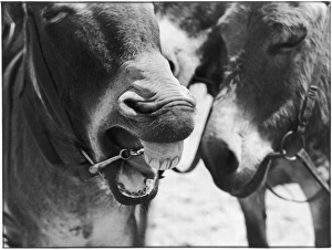 Baring Gallery: Laughing Donkey