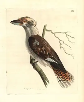 Gigantic Prints: Laughing kookaburra, Dacelo novaeguineae