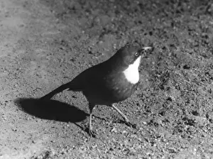 Throated Prints: Laughing Thrush