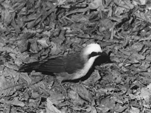 Laughing Thrush