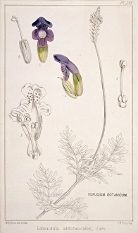 Labiatae Collection: Lavandula abrotanoides, lavender