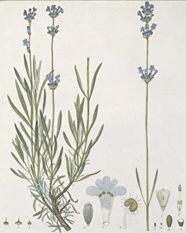 Labiatae Collection: Lavandula angustifolia, common lavender