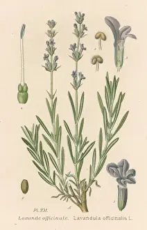 Angustifolia Prints: Lavandula Officinalis