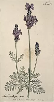 Lamiales Gallery: Lavandula pinnata, lavender