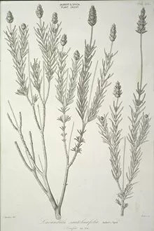 Labiatae Collection: Lavandula santolinaefolia, lavender