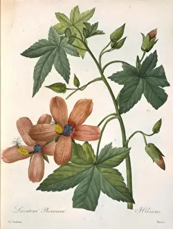 Malvidae Prints: Lavatera phoenicea