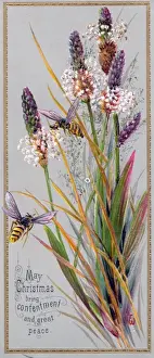 Lavender Prints: Lavender and a bee on a Christmas card
