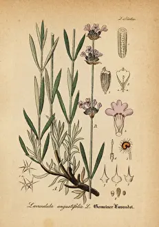 Angustifolia Prints: Lavender, Lavandula angustifolia