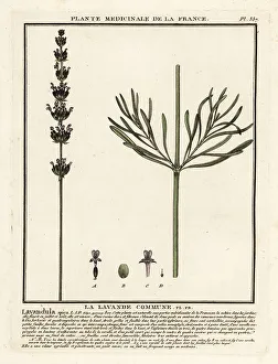 Fragrance Prints: Lavender, Lavandula angustifolia