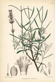 Angustifolia Prints: Lavender, Lavandula angustifolia subsp. pyrenaica