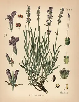 Lavender, Lavandula angustifolia subsp. pyrenaica