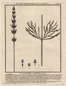 Lavender, Lavandula spica