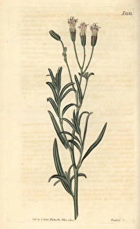 Lavender-leaved palafoxia, Palafoxia linearis Lavender-leaved palafoxia, Palafoxia linearis