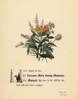Winters Prints: Lavender, Mints, Savory, Marjoram and Marigold