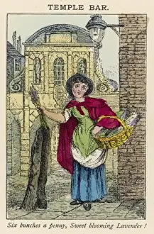 Lavender Prints: Lavender Seller / St Cries