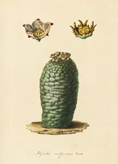 Stapelia Prints: Lavrania cactiformis