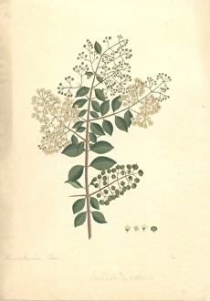 Malvidae Gallery: Lawsonia inermis, henna plant