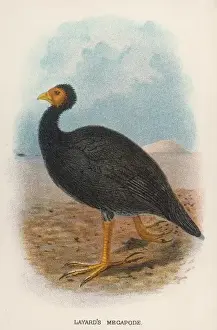 Layards Megapode