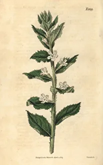 Africana Gallery: Lazybush, Oftia africana