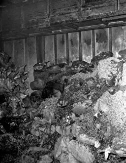 Images Dated 31st May 1963: LCC-LFB Aftermath of a warehouse fire, Palmers Wharf