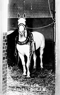 LCC-LFB Islington fire station stables -- Kruger LCC-LFB Islington fire station stables -- Kruger