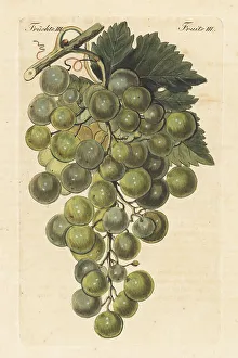Carl Bertuch Prints: Le Chasselas blanc, white grape variety, Vitis vinifera