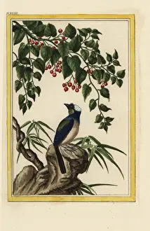 Buchoz Prints: Le Dehorne