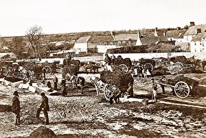 Seaweed Prints: Le Hocq seaweed gathering, Jersey