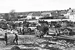 Le Hocq seaweed gathering, Jersey