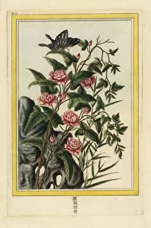 Curieuses Collection: Le Liseron rouge a fleurs doubles