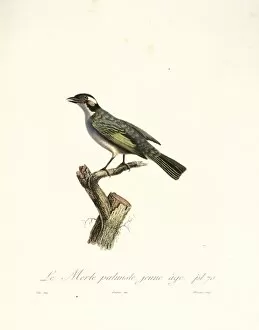 Brassicales Gallery: Le Merle palmiste, blackbird in cabbage tree
